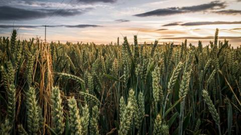 A close up view of a field of oats at sunset. Green ears of corn are at the end of long stalks and the sun reflects off some small clouds in the distance.