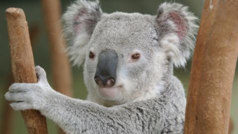 Koala
