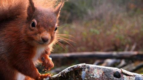 Red squirrel looking at the camera