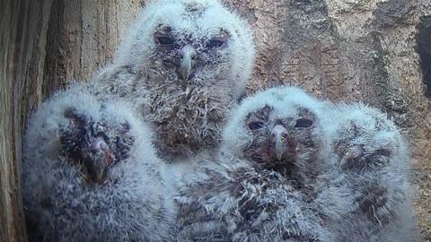 A screenshot from a video camera of four tawny owlets in a wooden box. 