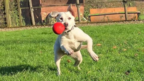 Labrador jumping with ball 