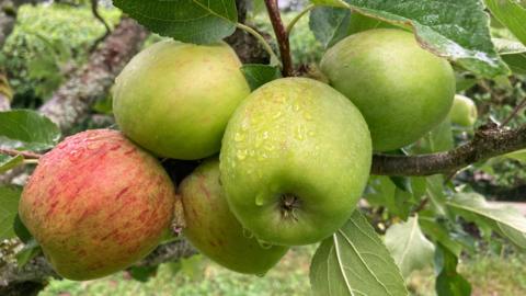 Three green apples and two red apples on the branch of a tree fill the frame. The apples have rain drops on them and behind you can see the tree's leaves.