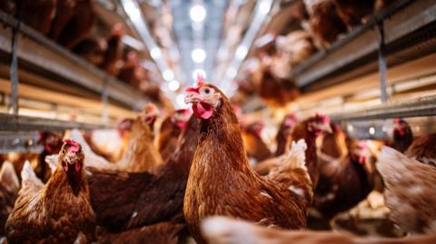 Chickens inside a building