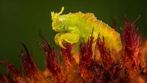 A tiny ambush bug waiting very still on a flower to catch its prey.