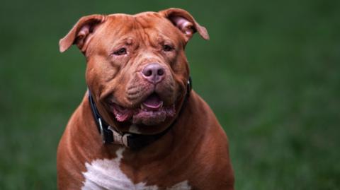 A brown XL bully dog. It is a large, stocky dog with a brown nose and a white belly. It is pictured outside. 