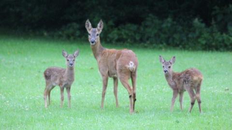 Deer