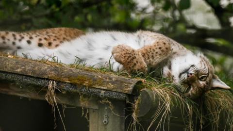 The lynx is lying on her side in her enclosure and showing her white tummy. Cardrona's coat also has brown colouring and darker spots.
