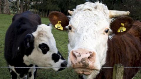Two cows stood behind a fence. The cow to the right is brown with two tags seen on its ears. The second cow, to the left, is black with a black spotted face, and it is looking away from the camera. 