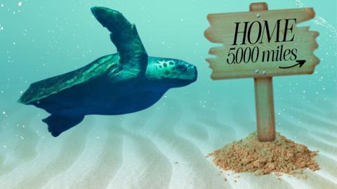a turtle under the sea with a sign in the sand that reads 'home, 5,000 miles' with an arrow. 