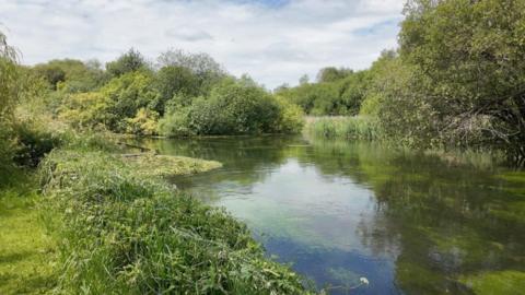White clouds hang in a blue sky above a section of the River Test with green weeds in the clear water