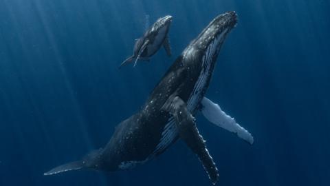 mother humpback whale with her calf.