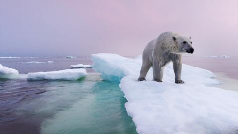 Polar bear on sea-ice