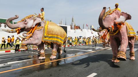 Thai mahouts seen riding on elephants painted in white during a royal parade near the Grand Palace to celebrate Thailand's King Maha Vajiralongkorn Bodindradebayavarangkun coronation in Bangkok, 2019