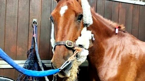 Avon and Somerset Police horse Rocky