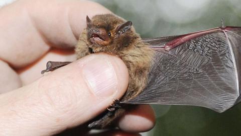 Pipistrelle bat