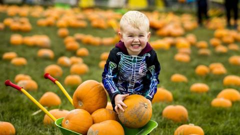 Two year old Leo Jackson dressed in a skeleton costume picking pumpkins at Streamvale Open Farm in Belfast.