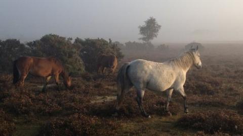 The New Forest generic
