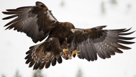 Golden eagle