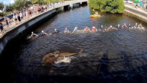 Having been stranded in a canal in Florida for days, the 14-person strong wall encouraged the dolphins to sea.