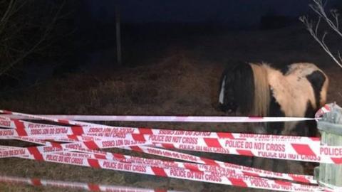 Horse in field at Guyhirn