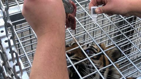 Tiger being given eye drops