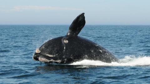 File photo: A North Atlantic Right Whale