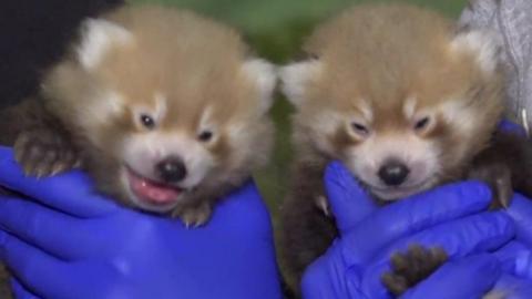 Red pandas