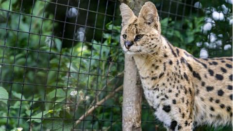 A serval cat in an enclosure