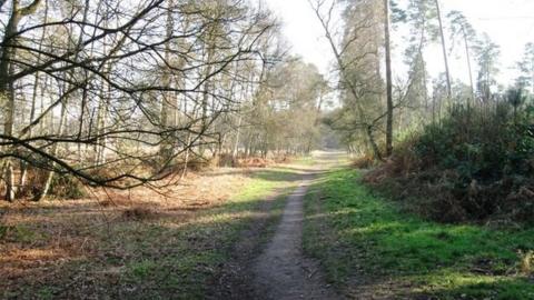 Swinley Forest