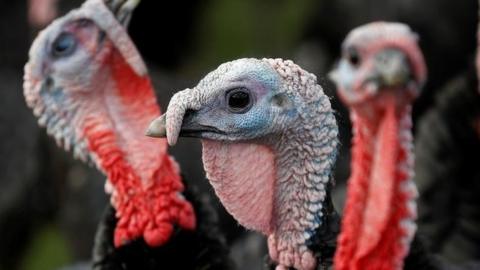 Bronze turkeys