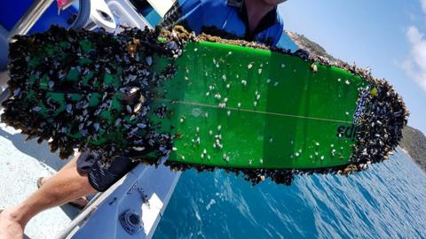 Surfboard covered in barnacles