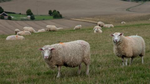 Sheep in field