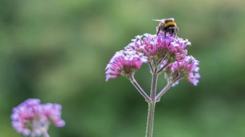 Bee on a flower