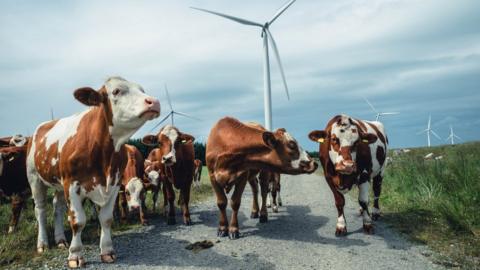 Cows walking between wind turbines in Norway