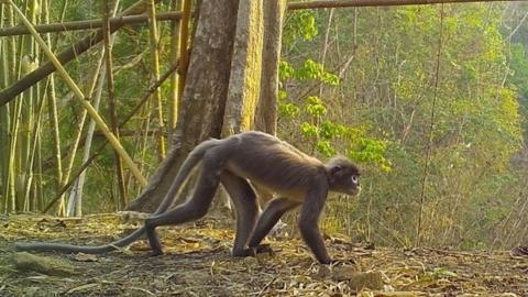 The Popa langur monkey has ghostly white circles around its eyes