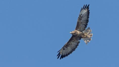 Buzzard