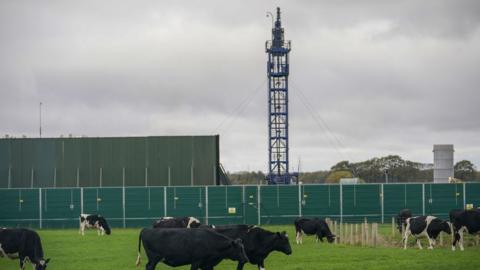 Cattle graze next to the Preston New Road drill site