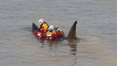 Shark off the Yorkshire Coast