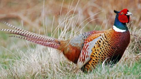 Pheasant