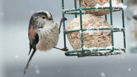 Long-tailed tit in cold weather