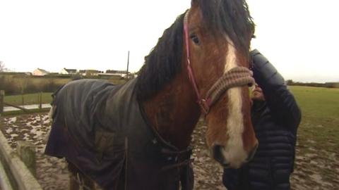 A shire horse from a Pembrokeshire farm is the second to be sold to the Household Cavalry.