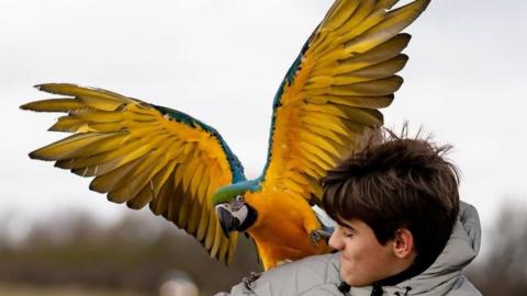 Parrot with boy