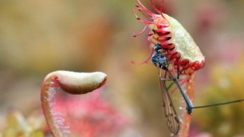 Round-leaved sundew with prey