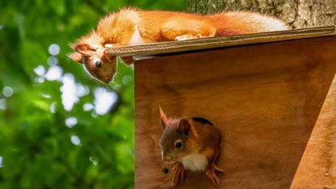 Two baby red squirrels playing on nest box
