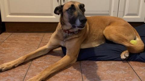 German Shepherd dog lying on rug in kitchen