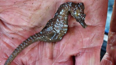 Short-Snouted Seahorse in a man's hand