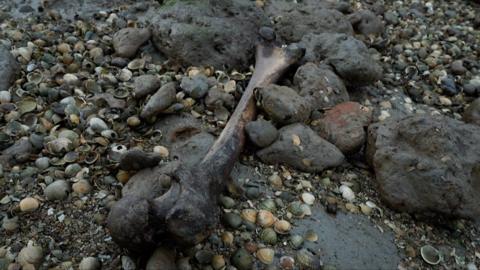 Human remains at Deadman's Island in Sheerness