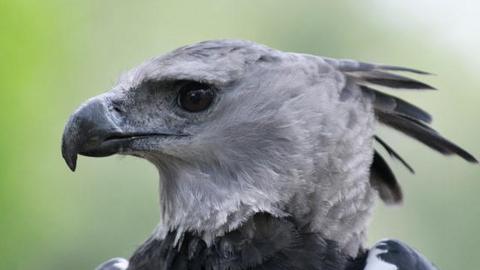 Harpy Eagle (Harpia harpyja) 'Panama', at the Zoo Summit Panama City June 17, 2013.