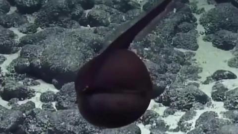 Gulper eel