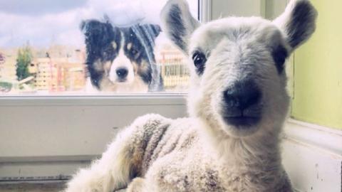 A lamb inside a house looks directly at the camera, behind it a sheepdog looks through a window form the outside